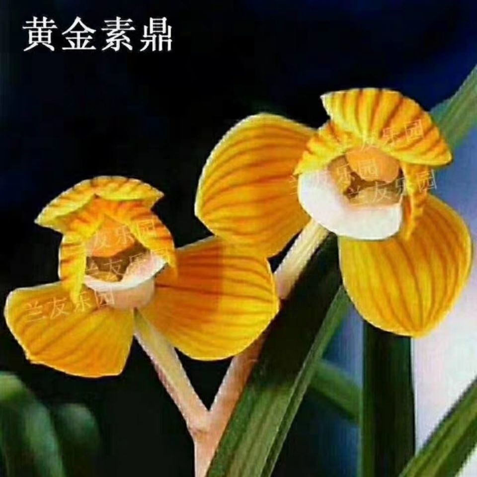 兰花苗阳台花卉绿植浓香盆栽莲瓣兰黄金素鼎漏风漏雨自然种植