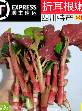 顺丰包邮！鱼腥草嫩叶嫩根豌豆尖