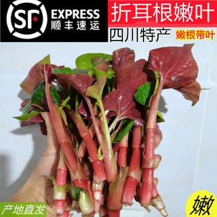 顺丰包邮！四川鱼腥草嫩叶嫩根折耳根根带叶新鲜蔬菜豌豆尖豌豆苗