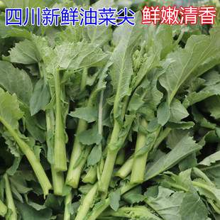 四川油菜尖时令蔬菜油菜苔新鲜菜心菜苔现摘现发农家自种鲜嫩清香