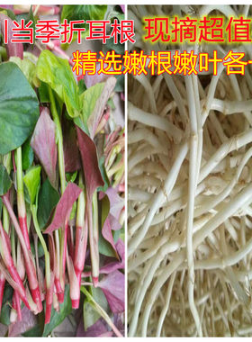 四川折耳根鱼腥草嫩根嫩叶各一半