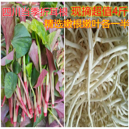 四川折耳根叶子嫩根带叶子鱼腥草猪鼻孔侧耳根叶各半新鲜蔬菜当季