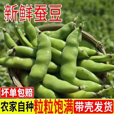 蚕豆新鲜现摘四川嫩胡豆农家自种当季蔬菜带壳生蚕豆米罗汉豆兰花