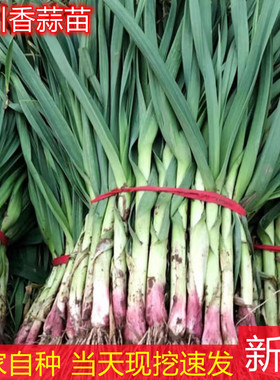 现摘四川香蒜苗农家自种新鲜蔬菜应季紫皮蒜苗红皮大蒜叶红头蒜苗