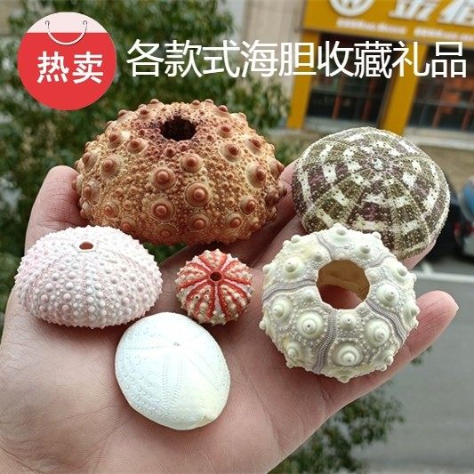 热卖海螺贝壳鸟巢海胆壳勋章海胆头帕沙钱白紫色海胆空气凤梨装饰