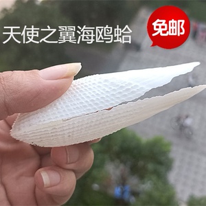 包邮天然海螺贝壳天使之翼海鸥蛤标本螺收藏礼品装饰品拍摄道具