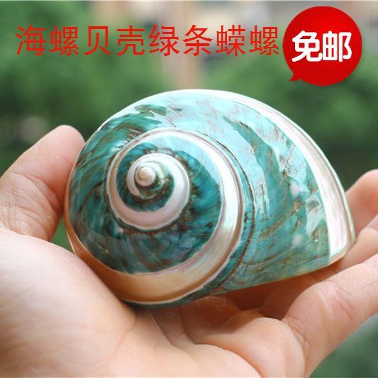 海螺贝壳天然绿蝾螺嵘螺家居装饰摆件螺贝收藏标本礼品寄居蟹甲壳