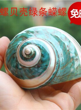 海螺贝壳天然绿蝾螺嵘螺家居装饰摆件螺贝收藏标本礼品寄居蟹甲壳