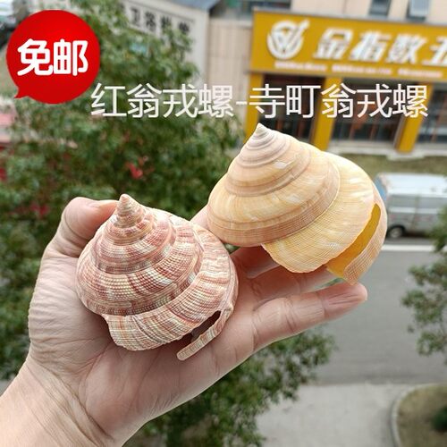 包邮天然贝壳海螺红翁水族鱼缸