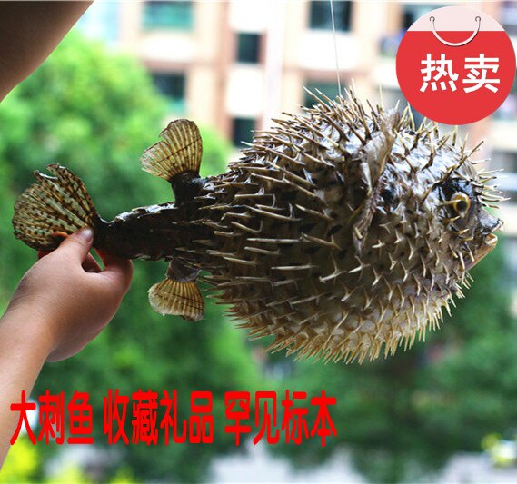 包邮刺豚鱼标本汽球刺猬鱼河豚鱼皮圭鱼玩具居家创意海螺贝壳礼品