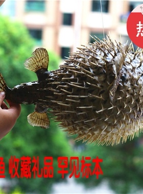 包邮刺豚鱼标本汽球刺猬鱼河豚鱼皮圭鱼玩具居家创意海螺贝壳礼品