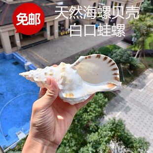 包邮天然海螺贝壳白口蛙螺白发螺收藏礼品摆件号角法器鱼缸造景