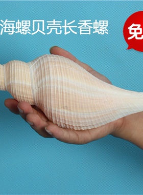 包邮天然贝壳海螺橘黄色澳洲长香螺密宗法器号角收藏礼品海星珊瑚