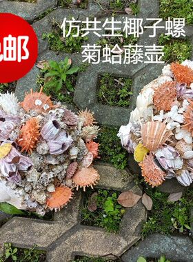包邮天然海螺贝壳仿共生椰子螺瓜螺菊蛤珊瑚藤壶摆件海岛纪念品