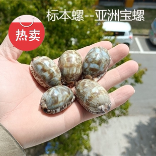 热卖天然海螺贝壳亚洲宝螺黑点宝螺标本螺收藏礼品鱼缸装饰纪念品