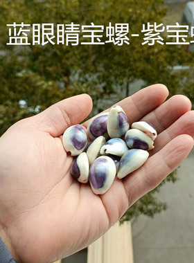 天然海螺贝壳紫色宝螺蓝眼睛宝螺鱼缸水族装饰造景铺底家居地台