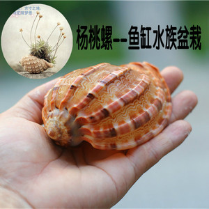热卖天然海螺贝壳琵琶螺杨桃螺寄居蟹卷贝鱼专用壳鱼缸造景装饰品