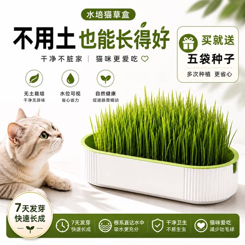 小麦种子懒人无土水培猫草水培盆