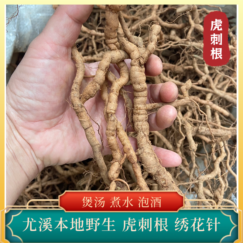 福建野生虎刺根绣花针鸟不踏小叶小号煲汤煮水痛和风的包邮