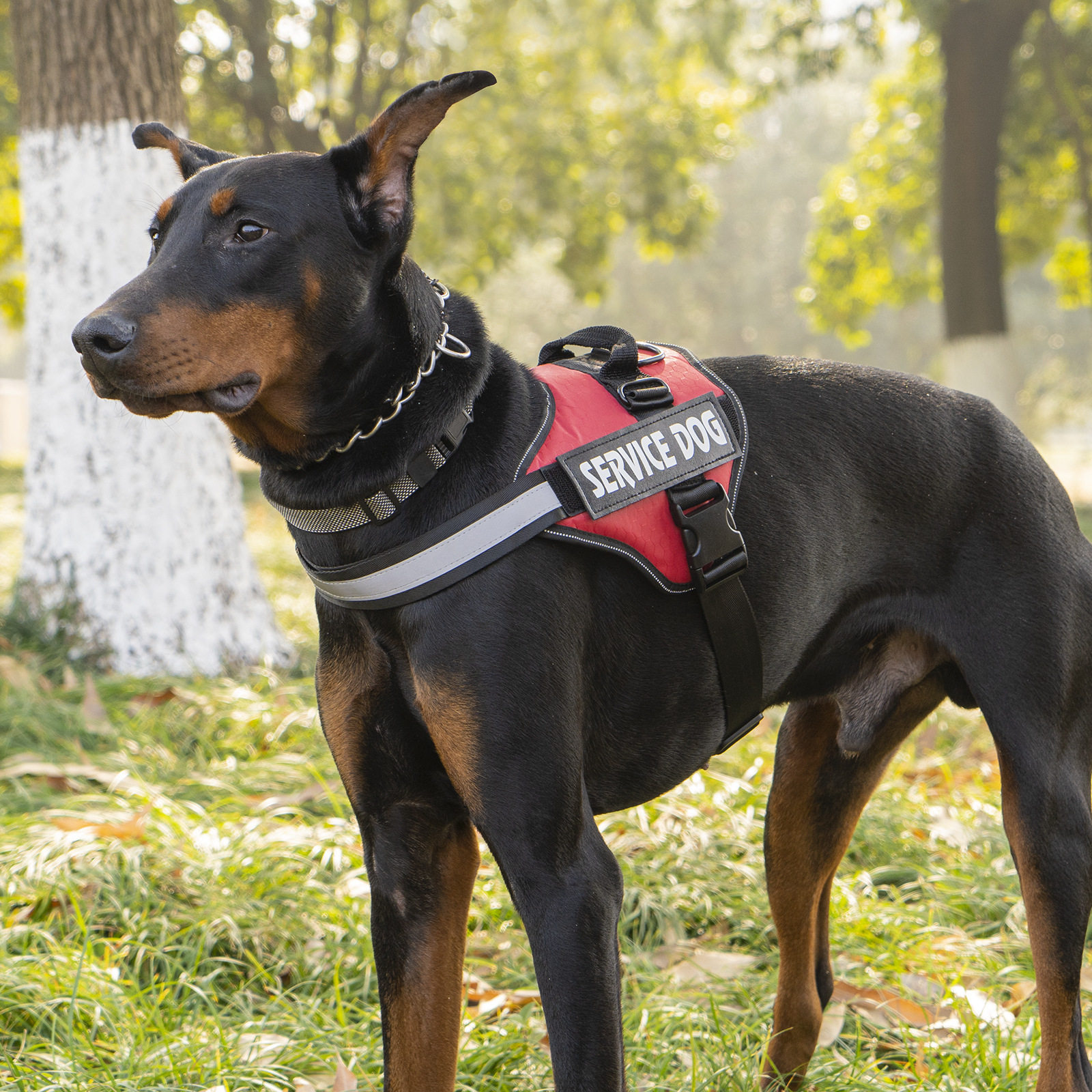 狗牵引绳胸背带大型犬胸背金毛拉布拉多阿拉斯加防挣脱可调节背带