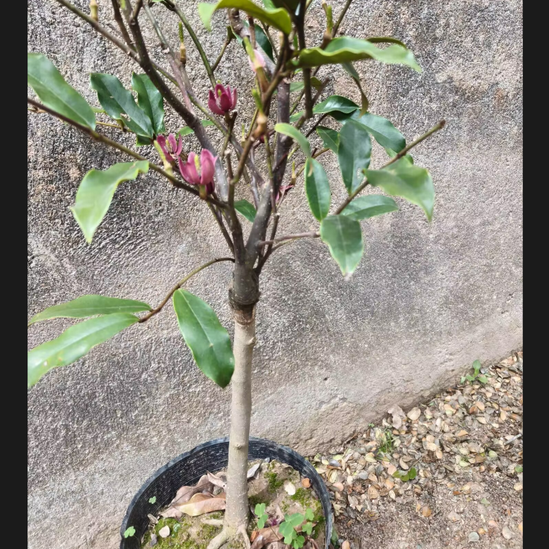 庭院盆栽香花花卉常青植物盆栽室内绿植含笑紫花含笑嫁接品种好养