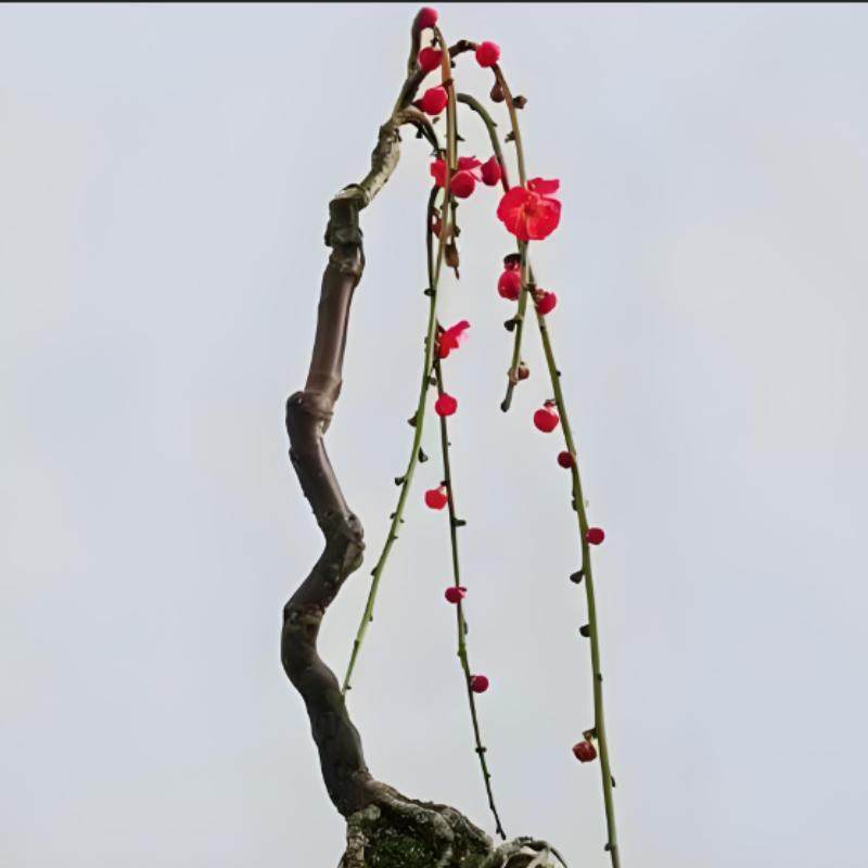 垂枝梅花锦红垂枝梅垂梅红花垂梅苗庭院绿化观花室内花卉盆栽