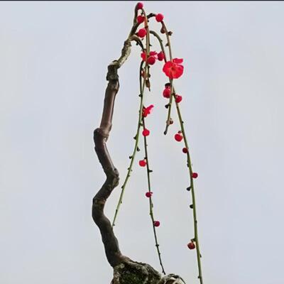 桃花树苗盆栽带果春天开花