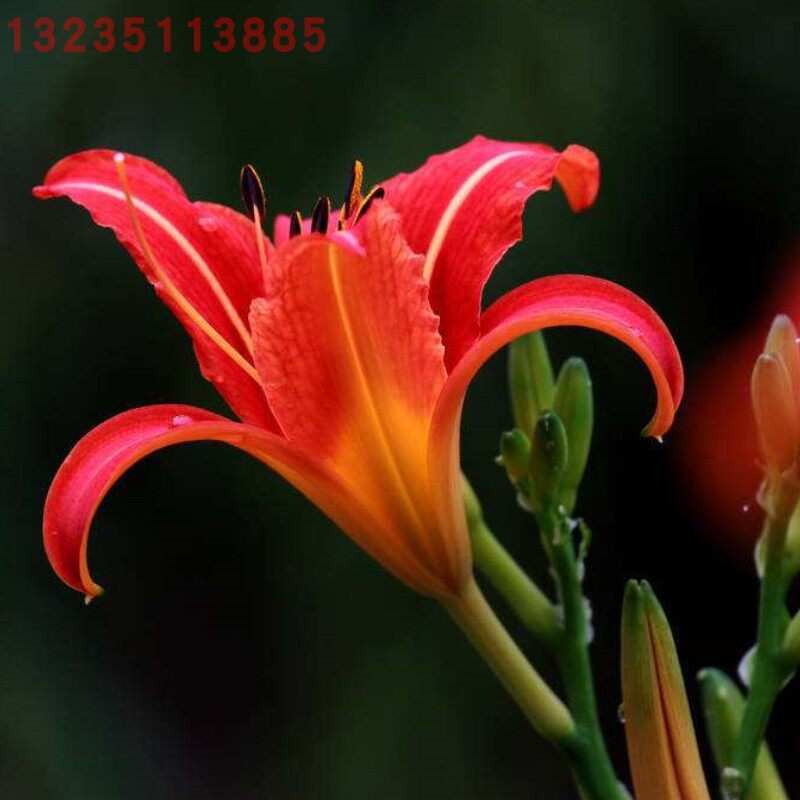 红花萱草 大花萱草苗地被植物 可盆栽 庭院楼顶绿化苗工程苗