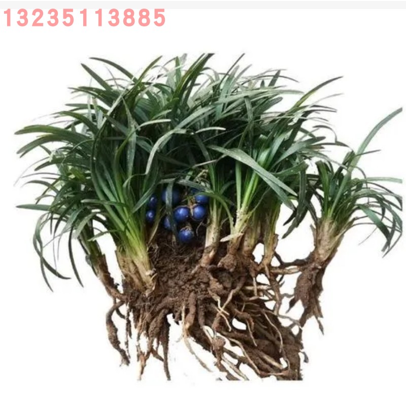 庭院地被绿化 耐寒耐踏 玉龙草 常青 日本矮麦冬 麦冬草 护坡植物
