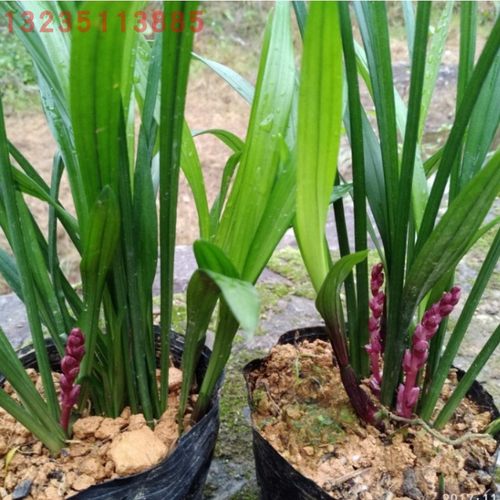 盆栽花卉绿叶植物吉祥草乔迁庭院
