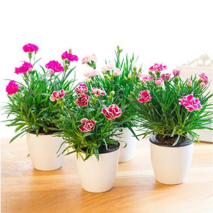 地被植物*五彩石竹*开花鲜艳,花期长*盆栽观花花卉[10头左右]