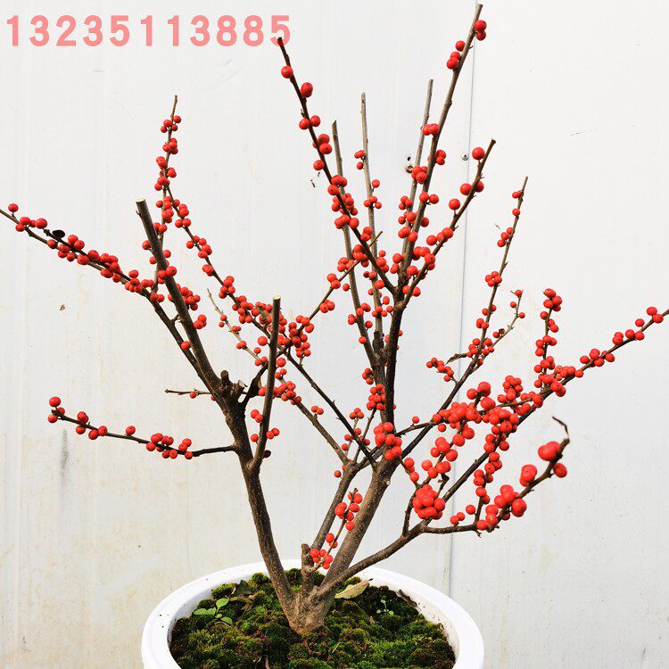 庭院观赏绿植观果花卉北美冬青苗冬红果树苗盆栽冬青相思豆鲜花籽