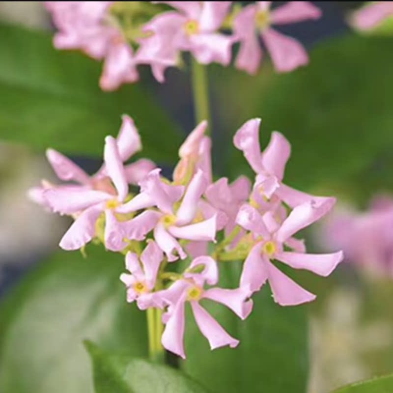 粉花风车茉莉黄花银丝茉莉络石藤