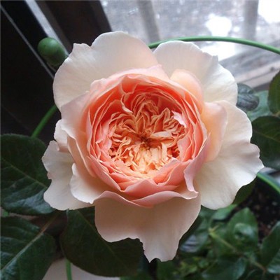 【可乐的花园】玫瑰花苗真宙灌木 月季 强健多花 浓香