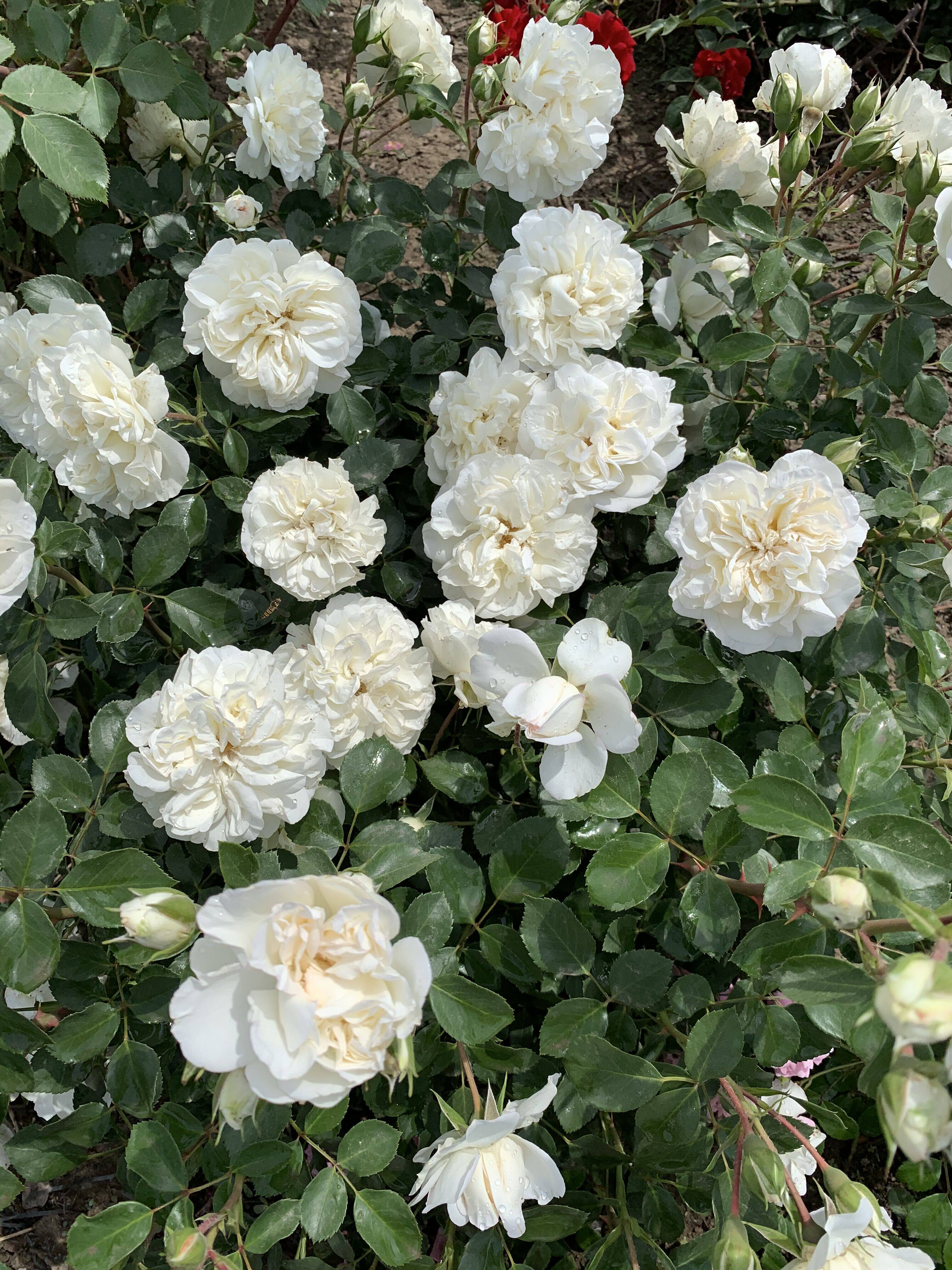 【可乐的花园】小型藤本月季 匍匐地被月季 "白米农" 花多抗病