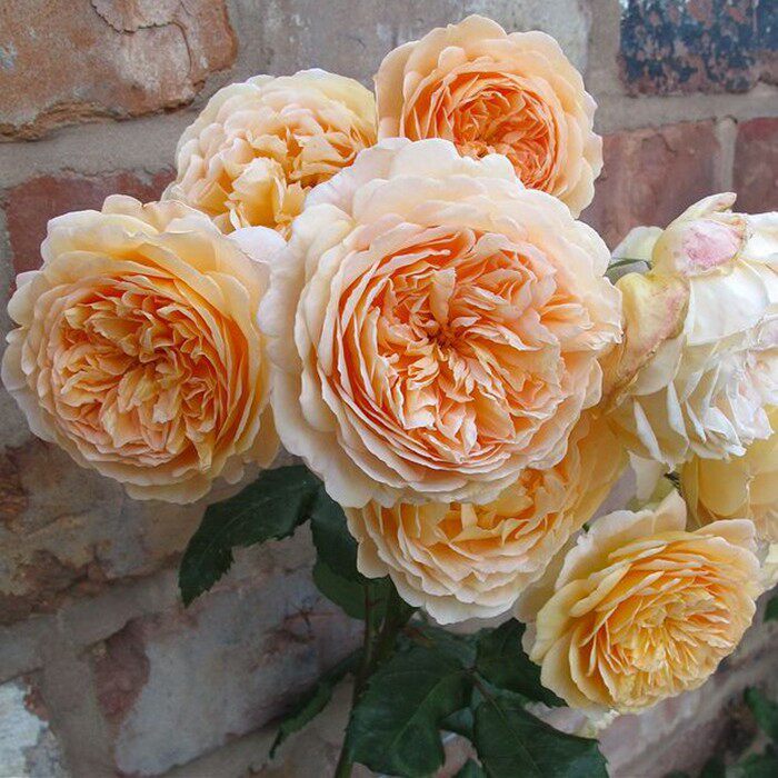 【可乐的花园】 欧月藤本玛格丽特王妃月季花苗 扦插小苗