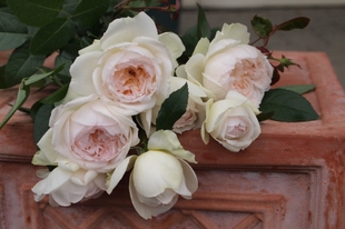 浓香大花 波莱罗/菠萝蜜白色丰花月季花苗四季开花庭院阳台盆栽