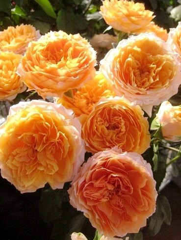 阳台月季 橙色月亮 微月丰花灌木多花阳台绿植盆栽花卉抗病