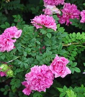 重瓣刺梨  十六夜蔷薇，R.roxburghii plena，营养钵苗