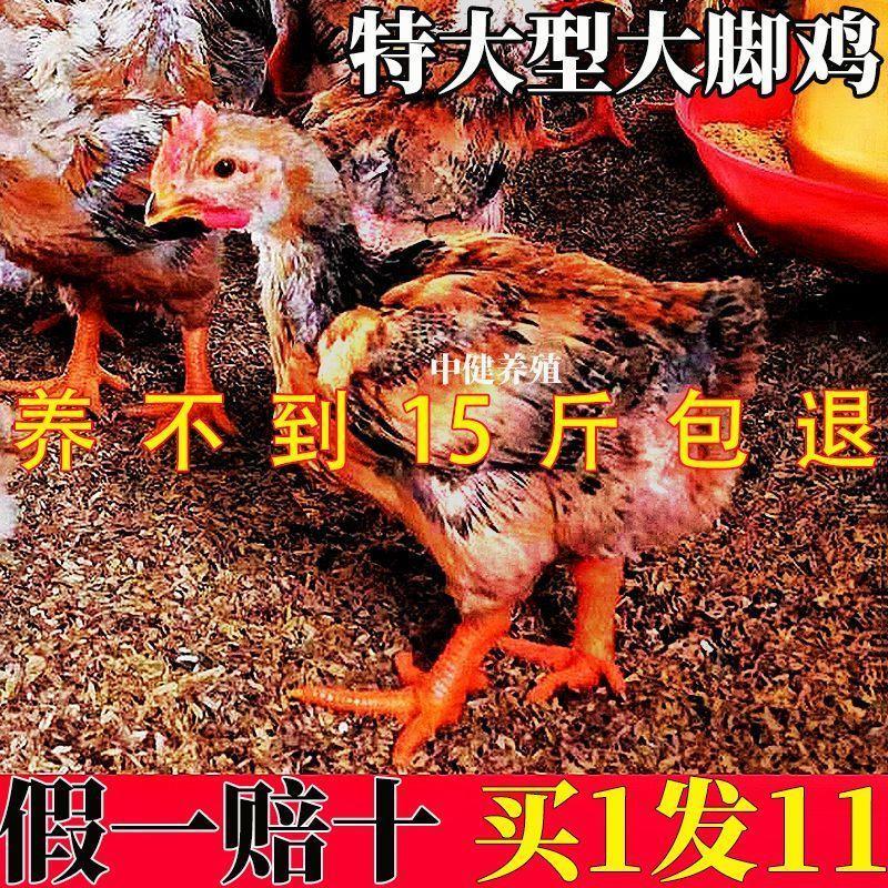 【活动中】半大K9大型肉鸡大脚鸡九斤红大型公鸡半斤阉鸡线鸡现货