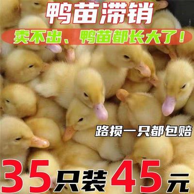 家养小鸭子活苗散养土鸭绿头鸭绿壳蛋鸭黑番鸭大种麻鸭金定鸭宠物