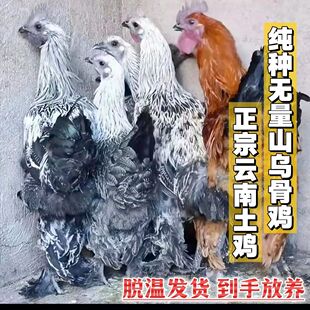 云南无量山乌骨鸡毛脚鸡苗大种肉鸡散养高脚土鸡活体脱温小鸡宠物