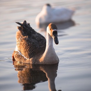 看家棕马岗鹅装广东苗雁鹅黑只鹅活15灰鹅活苗朗德纯种鹅大种宠物