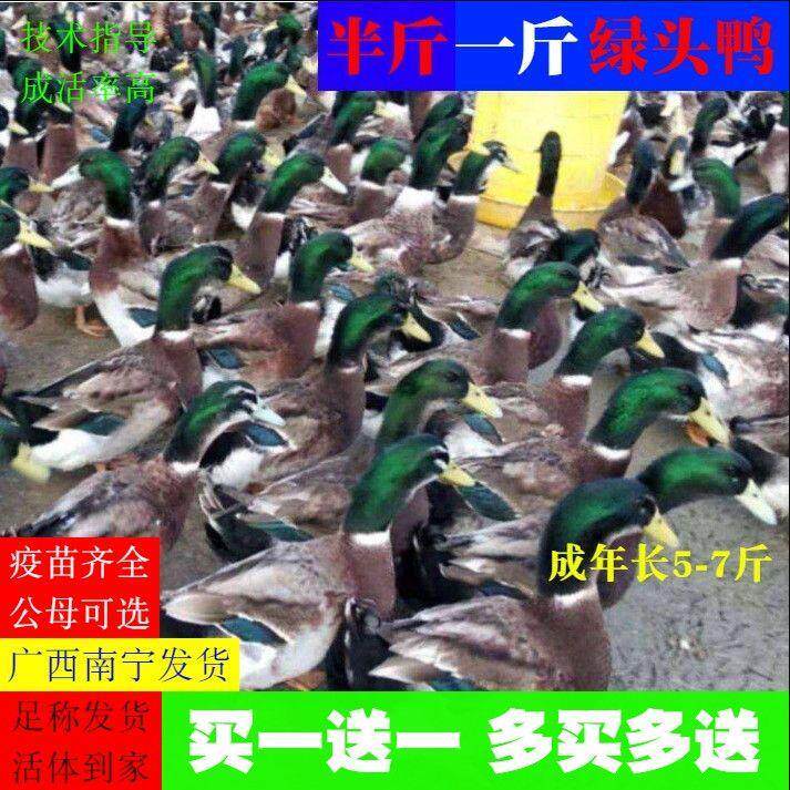 一斤绿头鸭苗半斤青头鸭家养绍兴麻鸭土鸭菜鸭田鸭水鸭肉鸭苗蛋鸭