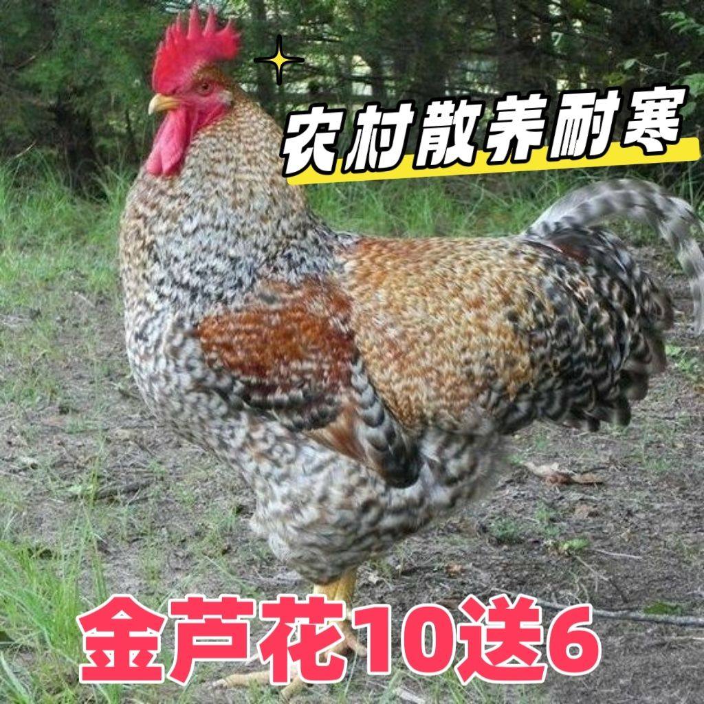 半斤金芦花鸡苗观赏金色鸡纯手工阉鸡苗正宗汶上芦花鸡幼苗宠物,宠物/宠物食品及用品,宠物鸡,淘宝优惠券,粉丝福利购,淘宝优惠卷
