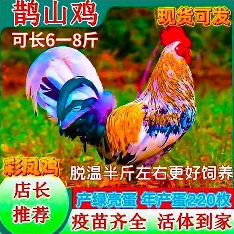 鸡苗七彩神仙鹊山鸡脱温半斤鸡山鸡鱼鳞活体五彩鸡苗鱼鳞鸡宠物,宠物/宠物食品及用品,宠物鸡,淘宝优惠券,粉丝福利购,淘宝优惠卷