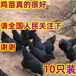 半大五黑鸡苗半斤脱温幼苗活小鸡苗散养五黑鸡绿壳蛋鸡黑乌鸡宠物