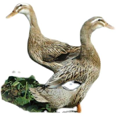 30只装小鸭子活苗下蛋麻鸭苗水鸭洋鸭青头鸭绿头野鸭大种黑番宠物
