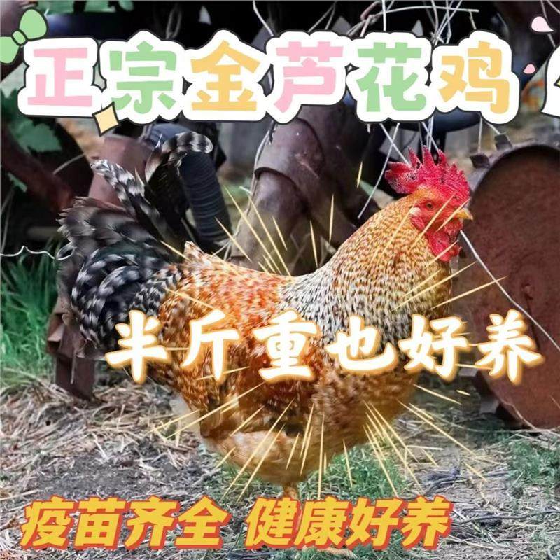 半斤金芦花鸡苗纯种正宗芦花鸡绿壳蛋鸡一斤鸡苗大公鸡阉鸡苗宠物,宠物/宠物食品及用品,宠物鸡,淘宝优惠券,粉丝福利购,淘宝优惠卷