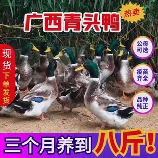 正宗大种青头鸭鸭子大种麻鸭鸭苗产绿壳蛋鸭母鸭现货现发顺丰宠物